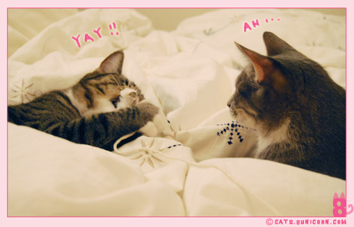 noa-ash_playing_with_mouse_toy_113.jpg