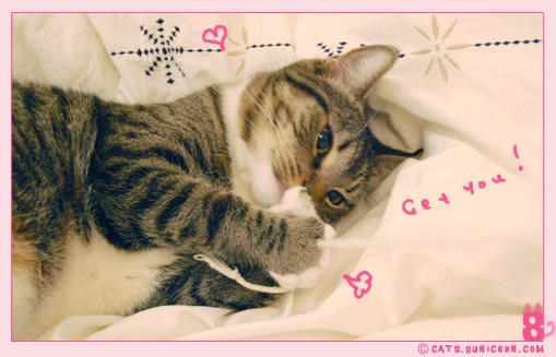 noa-ash_playing_with_mouse_toy_115.jpg