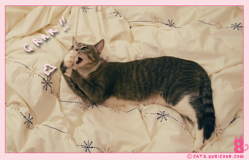 noa-ash_playing_with_mouse_toy_12.jpg