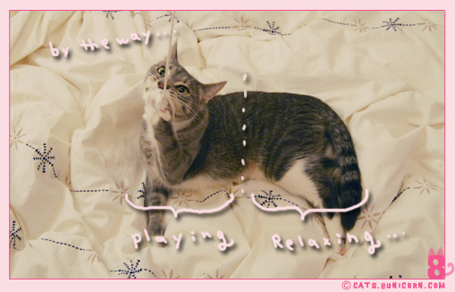 noa-ash_playing_with_mouse_toy_13.jpg