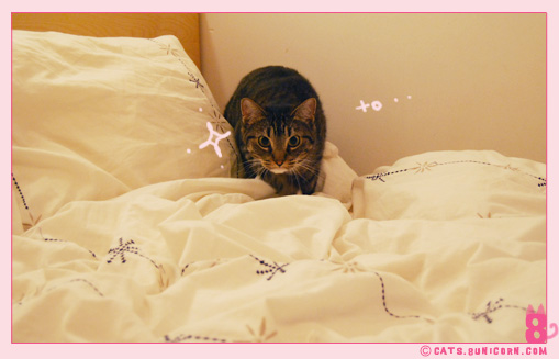 noa-ash_playing_with_mouse_toy_3.jpg