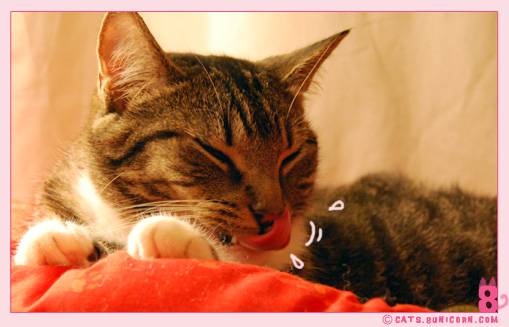 noa_grooming_02.jpg