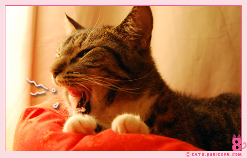 noa_grooming_03.jpg