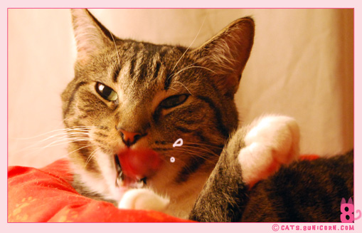 noa_grooming_04.jpg