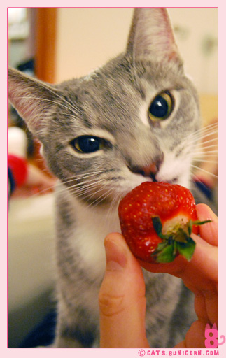ash_strawberry_0100.jpg