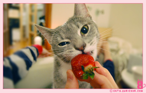 ash_strawberry_02.jpg