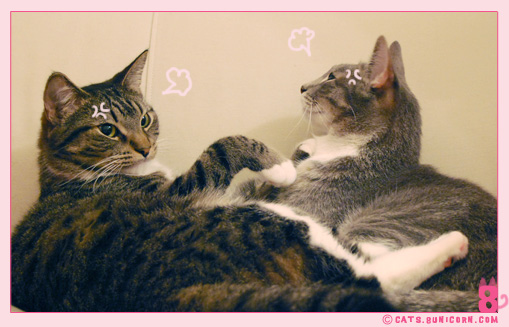 cat_fight_noa-ash_01.jpg