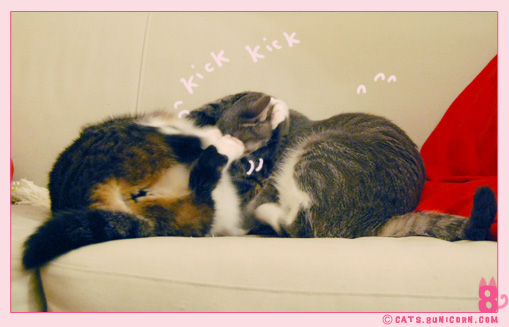 cat_fight_noa-ash_03.jpg