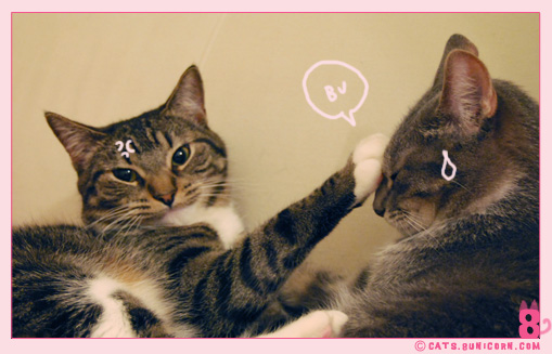 cat_fight_noa-ash_06.jpg