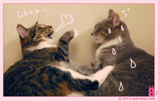 cat_fight_noa-ash_07.jpg