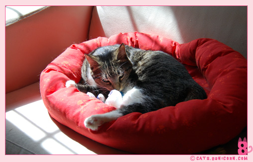 noa_sunshine-04.jpg