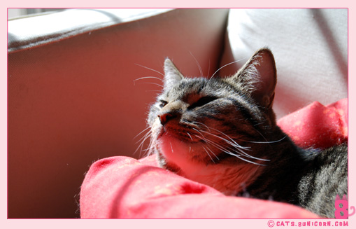 noa_sunshine-3.jpg