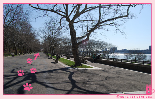 sakura_in_nyc.jpg