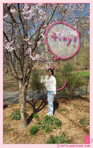 sakura_in_nyc_002.jpg