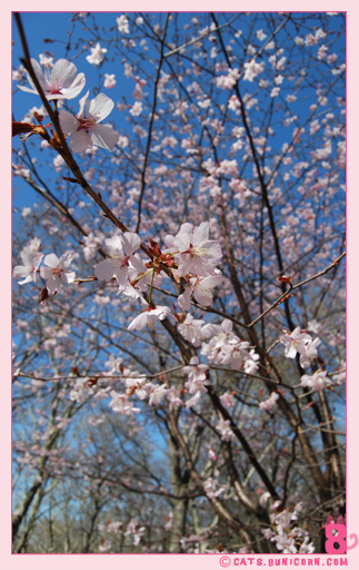 sakura_in_nyc_003.jpg