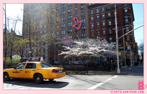 sakura_in_nyc_1.jpg