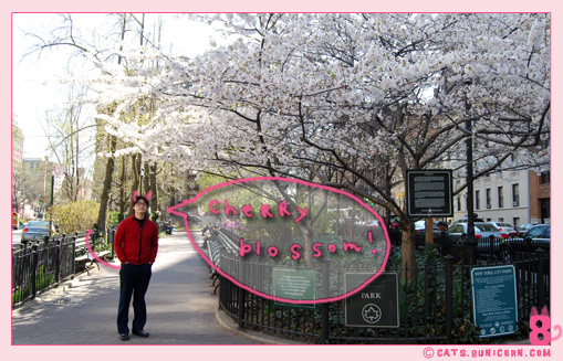 sakura_in_nyc_2.jpg