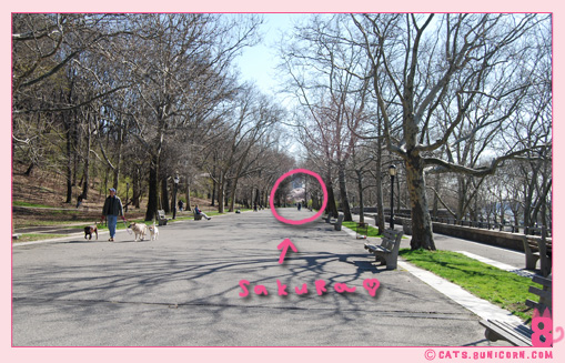 sakura_in_nyc_5.jpg