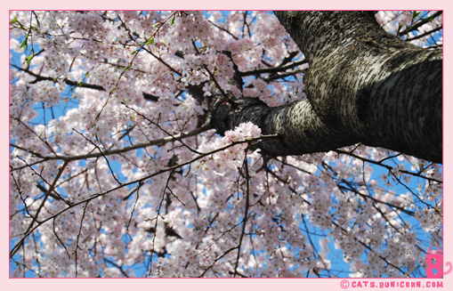 sakura_in_nyc_6.jpg
