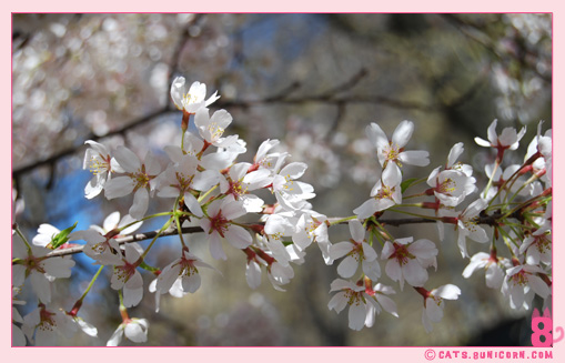 sakura_in_nyc_7.jpg
