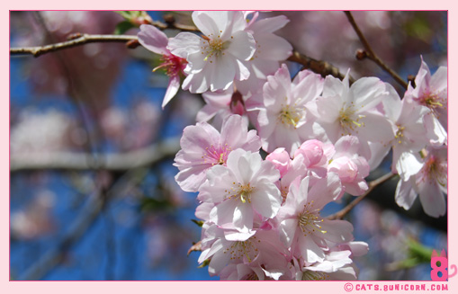 sakura_in_nyc_8.jpg