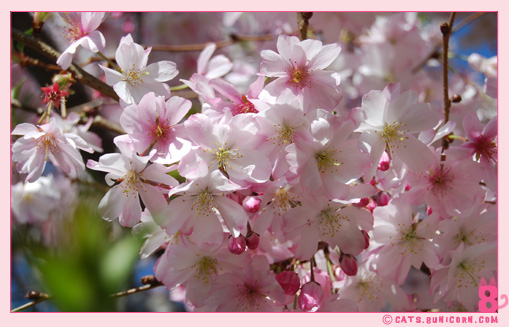 sakura_in_nyc_9.jpg