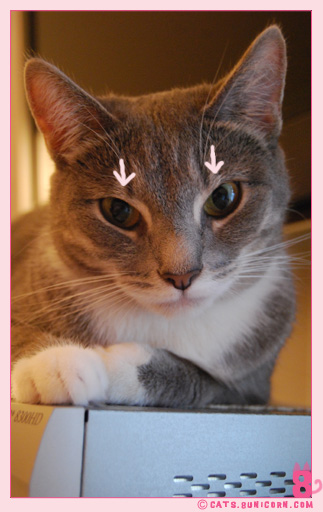 ash_eyes_02.jpg