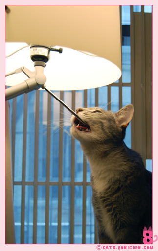 ash_with_paper_lamp_01.jpg