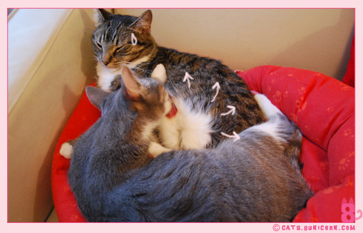 noa_ash_grooming_strange_far_1011.jpg