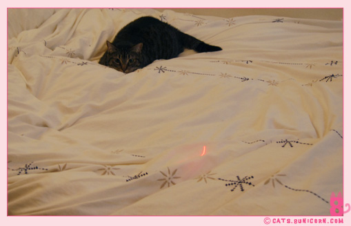 noa_ash_play_with_balls_mouse_02.jpg