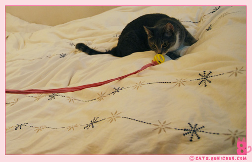 noa_ash_play_with_balls_mouse_5.jpg