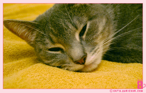 ash_happily_sleeping_face_cat_1.jpg