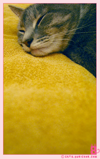 ash_happily_sleeping_face_cat_10.jpg