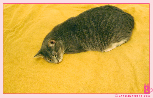 ash_happily_sleeping_face_cat_2.jpg