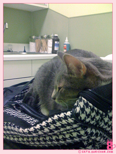 ash_at_the_vet_iphone_01.jpg