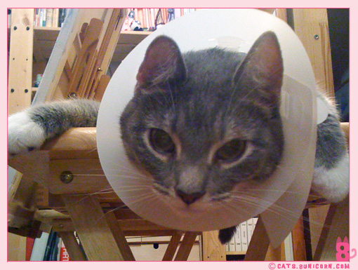 ash_at_the_vet_iphone_010_01.jpg