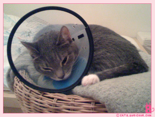 ash_at_the_vet_iphone_010_02.jpg