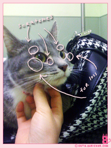 ash_at_the_vet_iphone_02.jpg