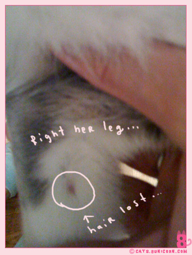 ash_at_the_vet_iphone_05.jpg