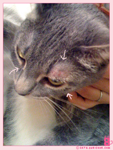 ash_at_the_vet_iphone_06.jpg