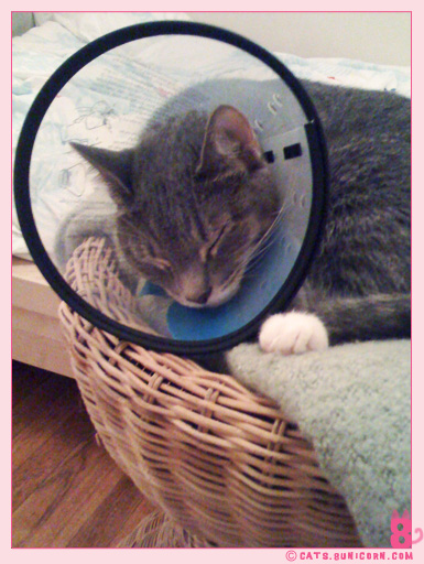 ash_at_the_vet_iphone_07.jpg