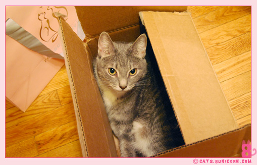 ash_in_the_box_01.jpg