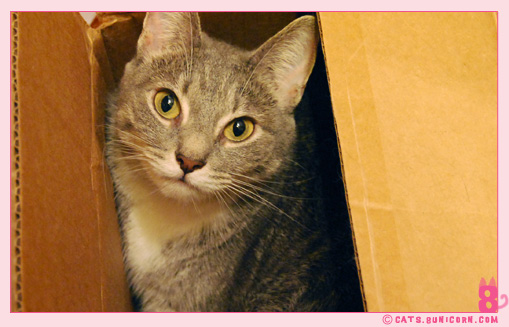ash_in_the_box_02.jpg