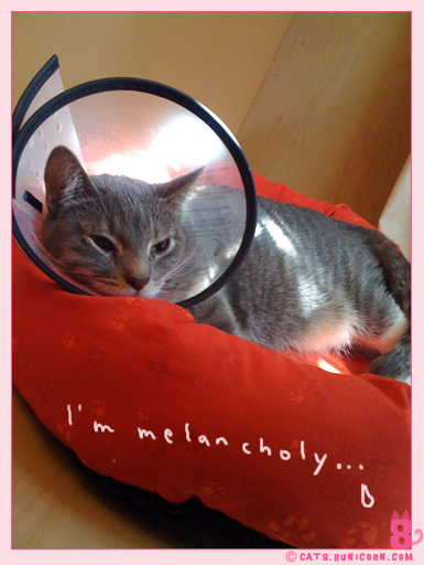 ash_with_cone_iphone_010.jpg