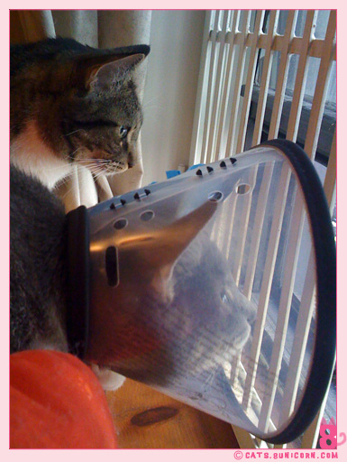 ash_with_cone_iphone_0102.jpg