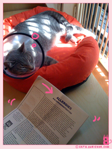 ash_with_cone_iphone_0107.jpg