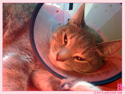 ash_with_cone_iphone_014.jpg