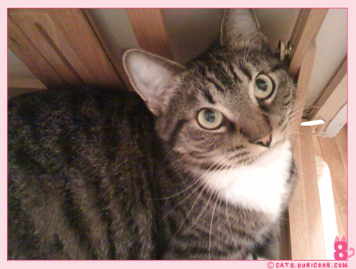 ecollar_ash_noa_iphone_017.jpg