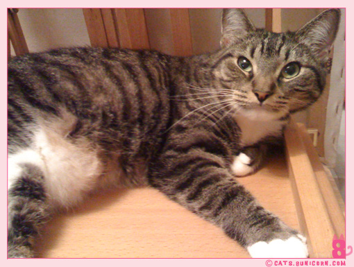 ecollar_ash_noa_iphone_06.jpg