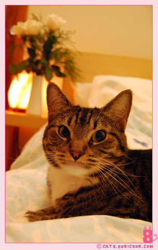good_night_from-noa.jpg